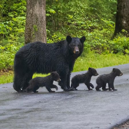 Lazy Bear Lodge, Hot Tub, Resort Pool, Wifi, 1089 Free Tickets Each Paid Day, Dollywood And More Gatlinburg Exterior foto